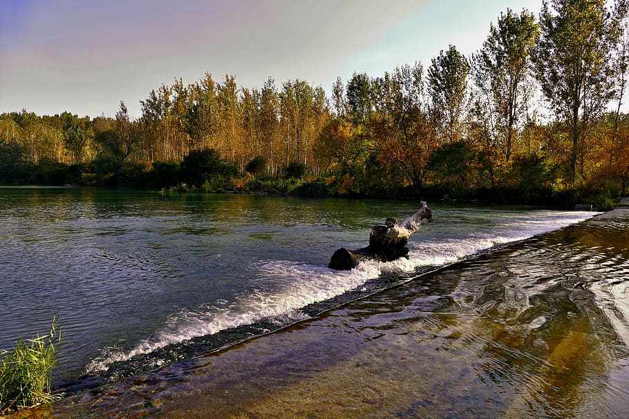 river, fallout, water, nature, trees, animal themes, plant HD wallpaper
