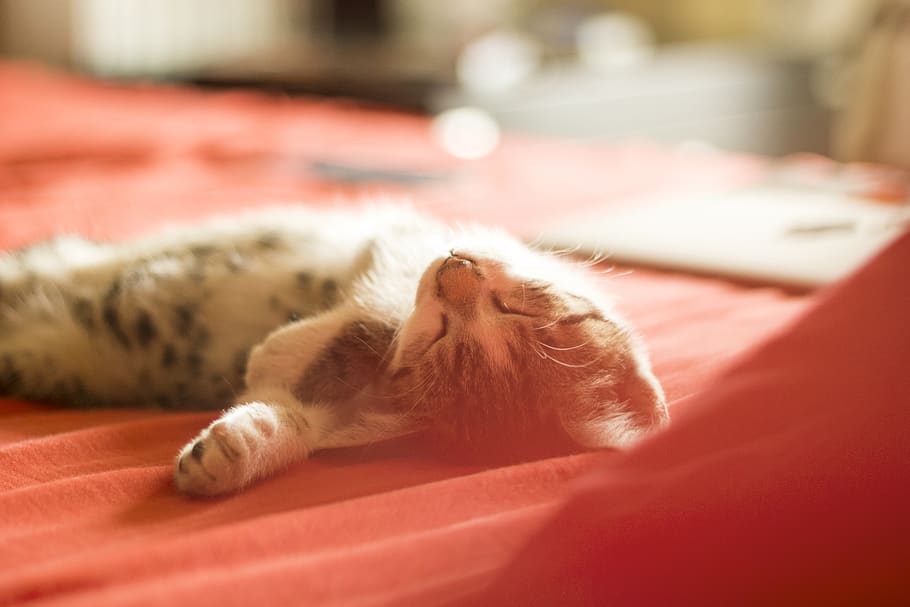 kitten, sleeping, chilling, red, bed, mammal, lying down, animal themes HD wallpaper