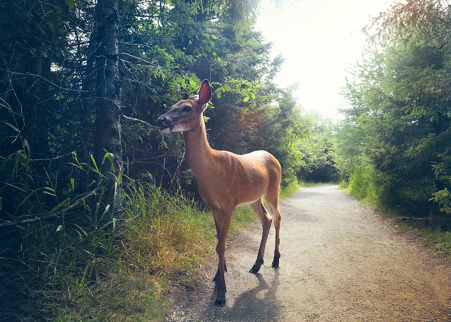 canada, val-d'or, doe, nature, plant, animal themes, tree, mammal HD wallpaper