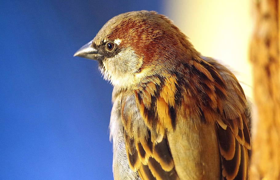 sperling, bird, sparrow, plumage, feather, animal themes, one animal HD wallpaper