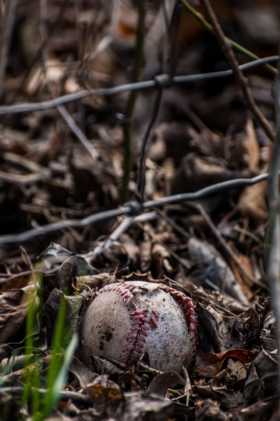 baseball, leaves, sport, forest, food, food and drink, close-up HD wallpaper