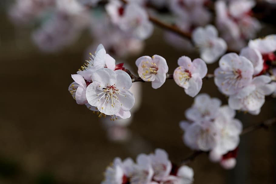 flowers, white, spring, casey, tree, nature, supplies, nice HD wallpaper