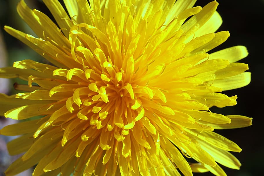 macro, dandelion, fresh, flower, nature, fragrance, field, soft HD wallpaper