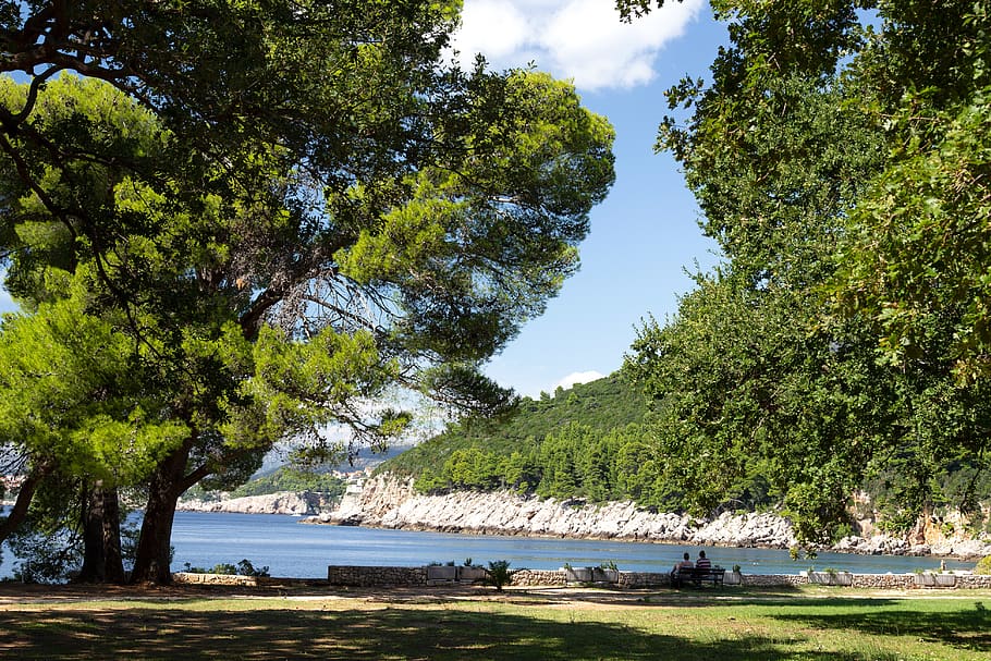 croatia, dubrovnik, shadow, trees, water, plant, land, growth HD wallpaper