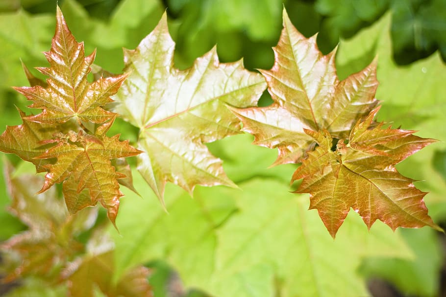 foliage, forest, yellow, leaf, leaves, light, natural, nature HD wallpaper