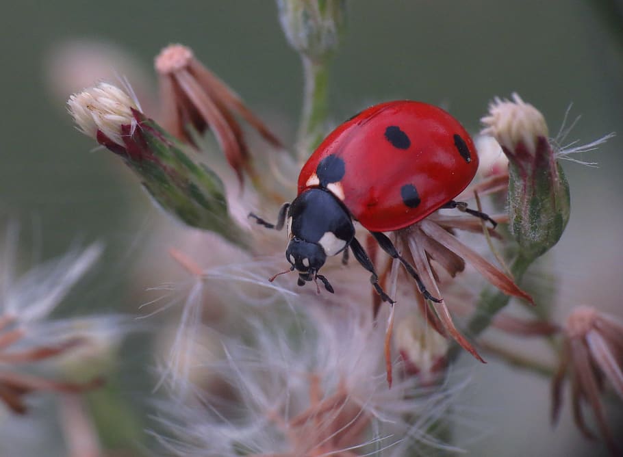 ladybug, nature, plant, insect, ladybird, fauna, animal wildlife HD wallpaper