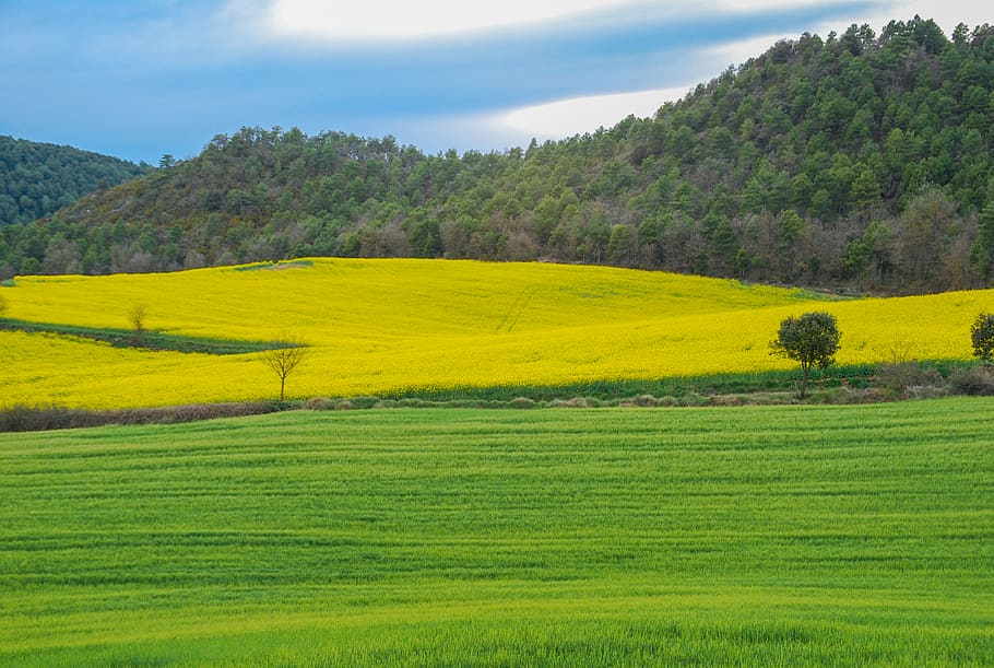 field, yellow, meadow, landscape, sunset, tranquility, green HD wallpaper