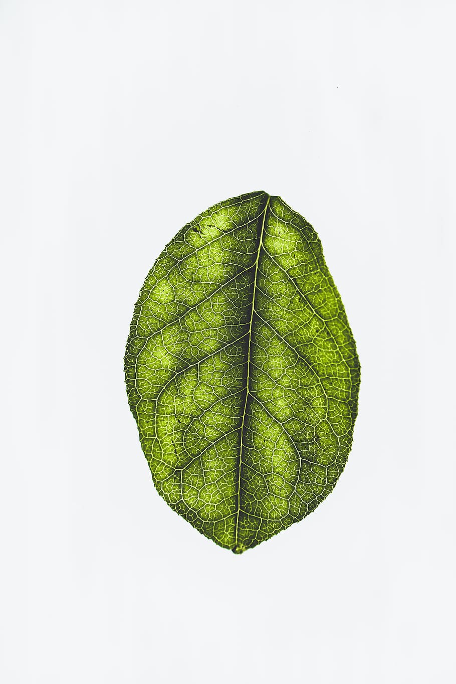 green leaf, texture, single, greenery, vein, nature, plant, environment HD wallpaper