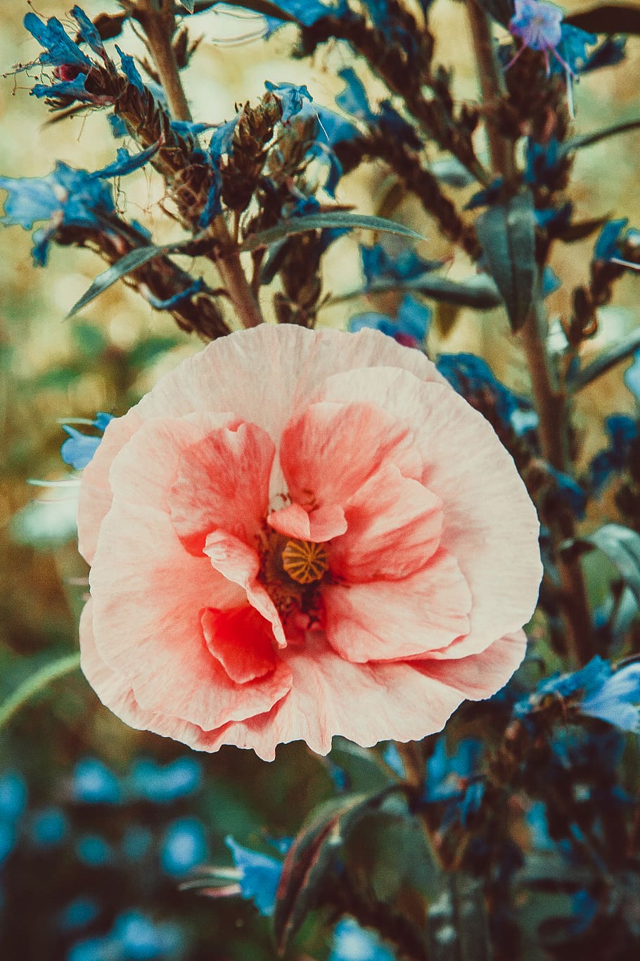 plant, geranium, flower, blossom, rose, pollen, hibiscus, poppy HD wallpaper