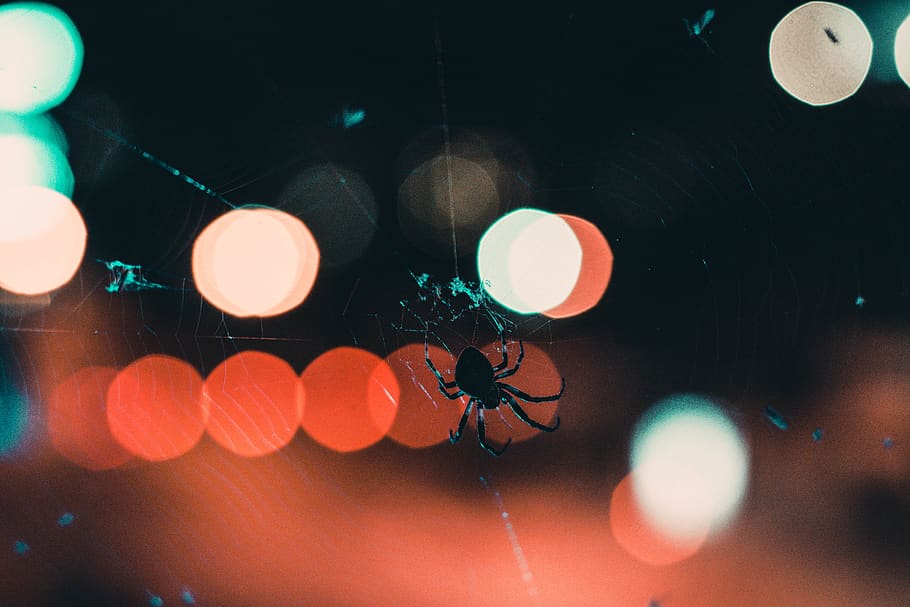 close-up, no people, night, invertebrate, illuminated, insect HD wallpaper