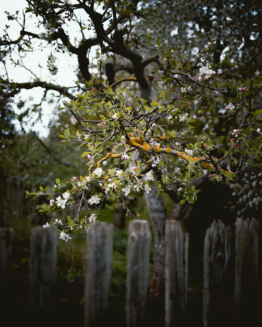 plant, tree, tree trunk, leaf, picket, fence, tomb, acanthaceae HD wallpaper