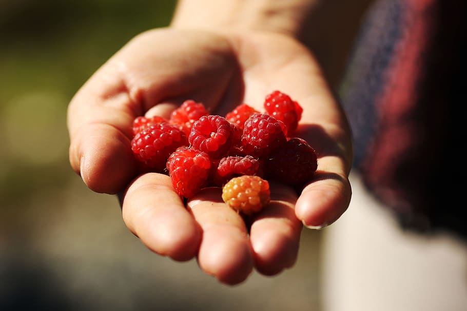 raspberry, nature, hand, summer, fruit, food and drink, healthy eating HD wallpaper