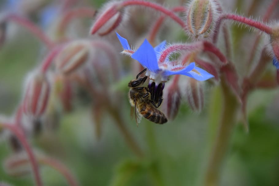 bee, borage, summer, flowers, bloom, herbs, insect, garden HD wallpaper