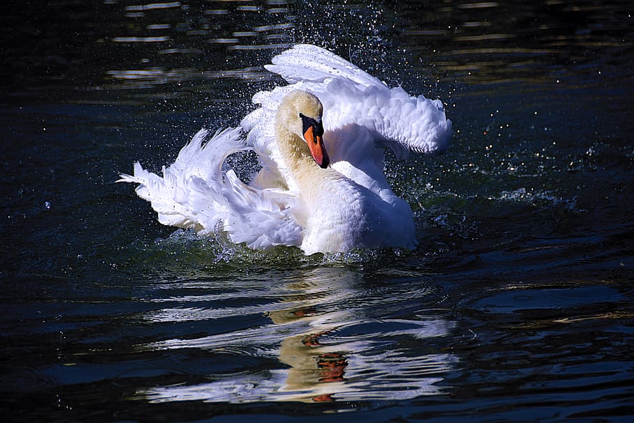 swan, water, bird, animal themes, animals in the wild, animal wildlife HD wallpaper