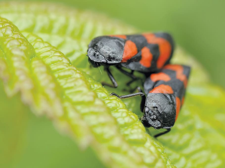 Black and Orange Insect Eating Green Leaf during Daytime in Camera Focus Photography HD wallpaper