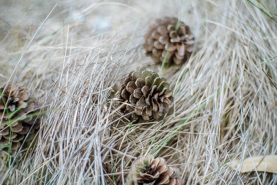 thailand, plant, growth, nature, close-up, day, no people, focus on foreground HD wallpaper