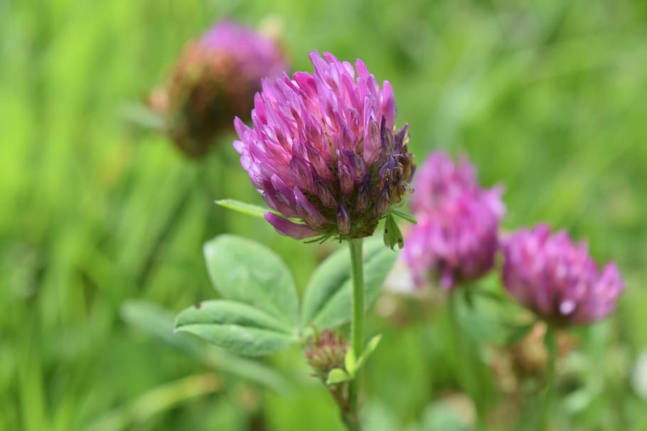 HD wallpaper: klee, red clover, clover flower, pointed flower, fodder ...