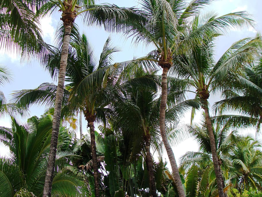 green palm trees, plant, arecaceae, vegetation, miami beach, outdoors HD wallpaper