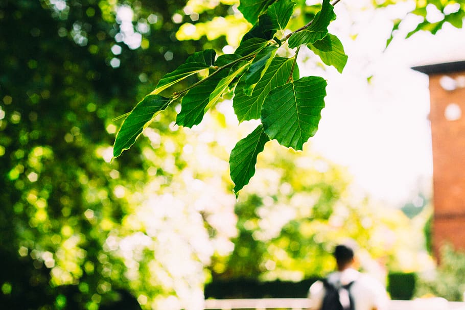 united kingdom, wolverhampton, forest, park, nature, leaf, summer HD wallpaper