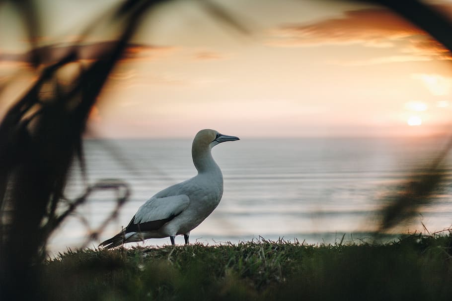 gannet, beach, ocean, scenery, scenic, bird, travel, nature HD wallpaper