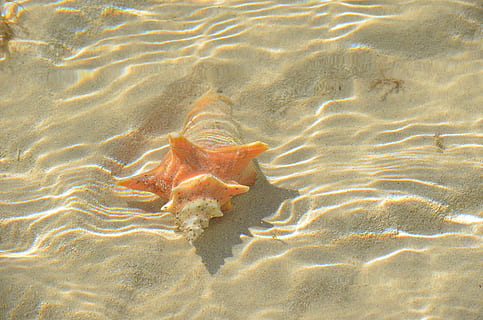 orange conch shell underwater, sea life, animal, invertebrate HD wallpaper