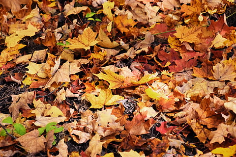 dried maple leaves, flora, plant, ivy, soil, ground, leaf, maple leaf HD wallpaper