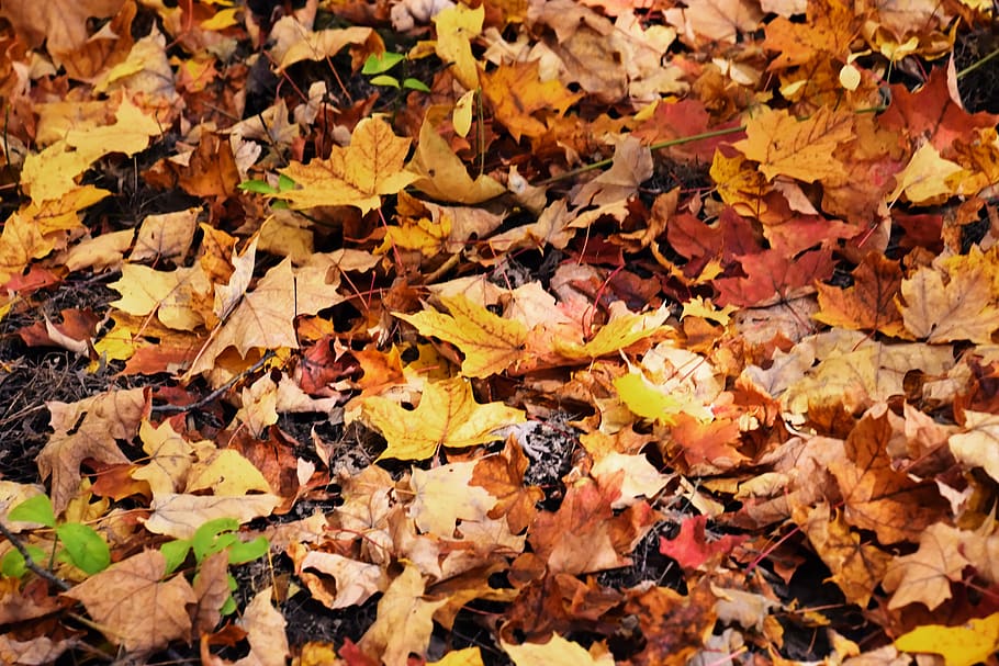 dried maple leaves, flora, plant, ivy, soil, ground, leaf, maple leaf HD wallpaper