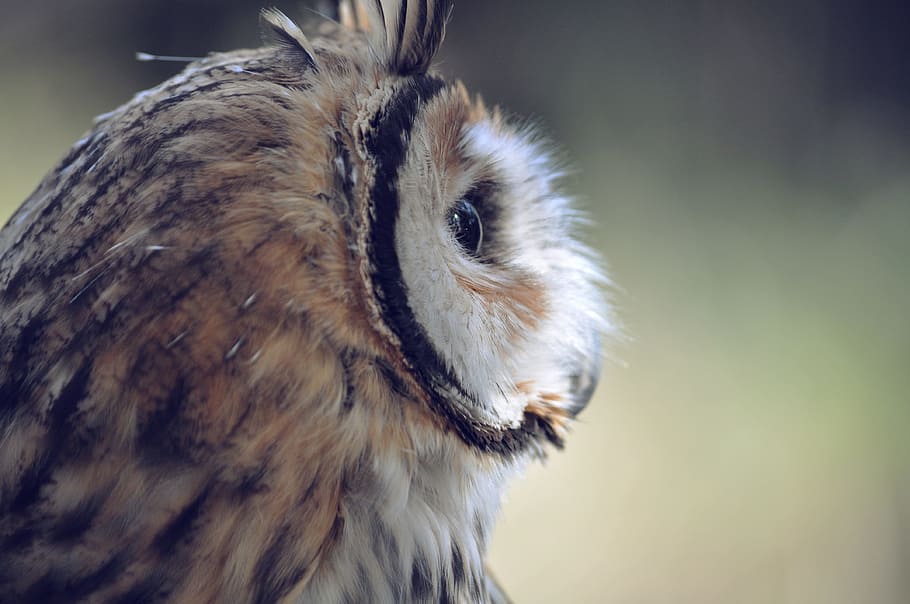 owl, bird, one animal, animal themes, animal wildlife, animals in the wild HD wallpaper
