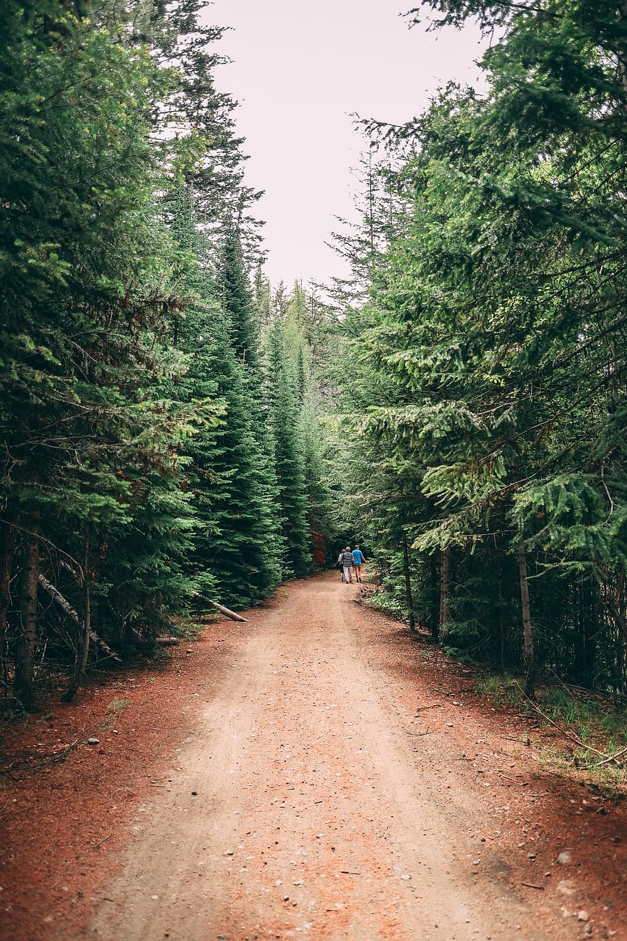two people walking on forest, tree, plant, direction, the way forward HD wallpaper