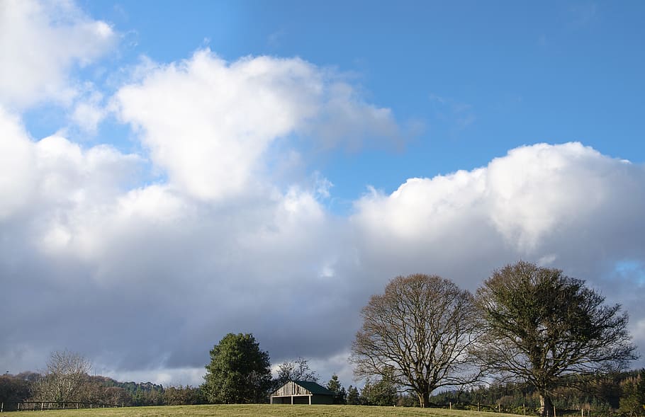 ireland, county wicklow, tree, trees, country, blue skies, sky, HD wallpaper