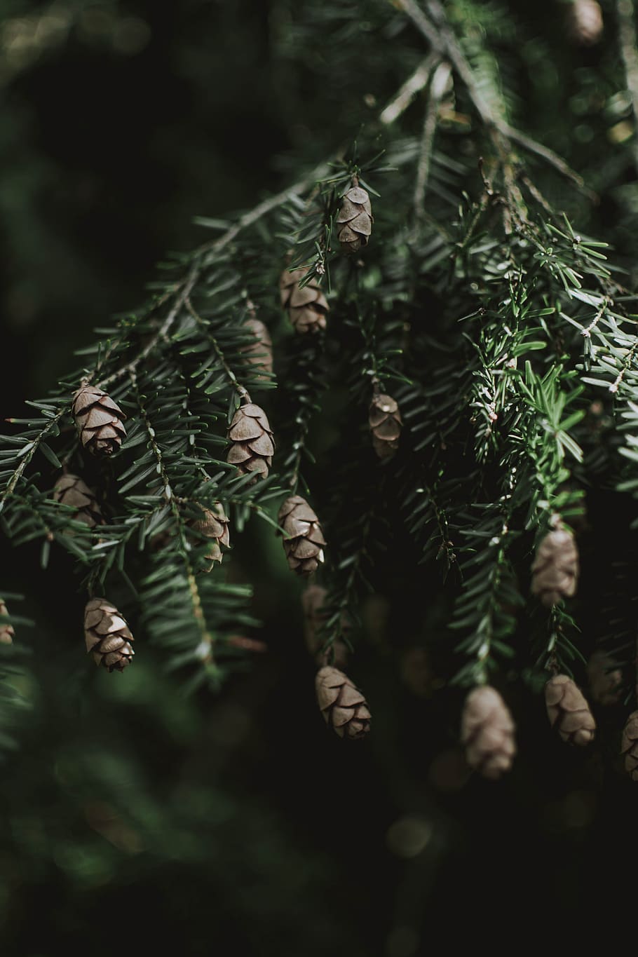 tree, nature, green, forest, plant, selective focus, growth HD wallpaper