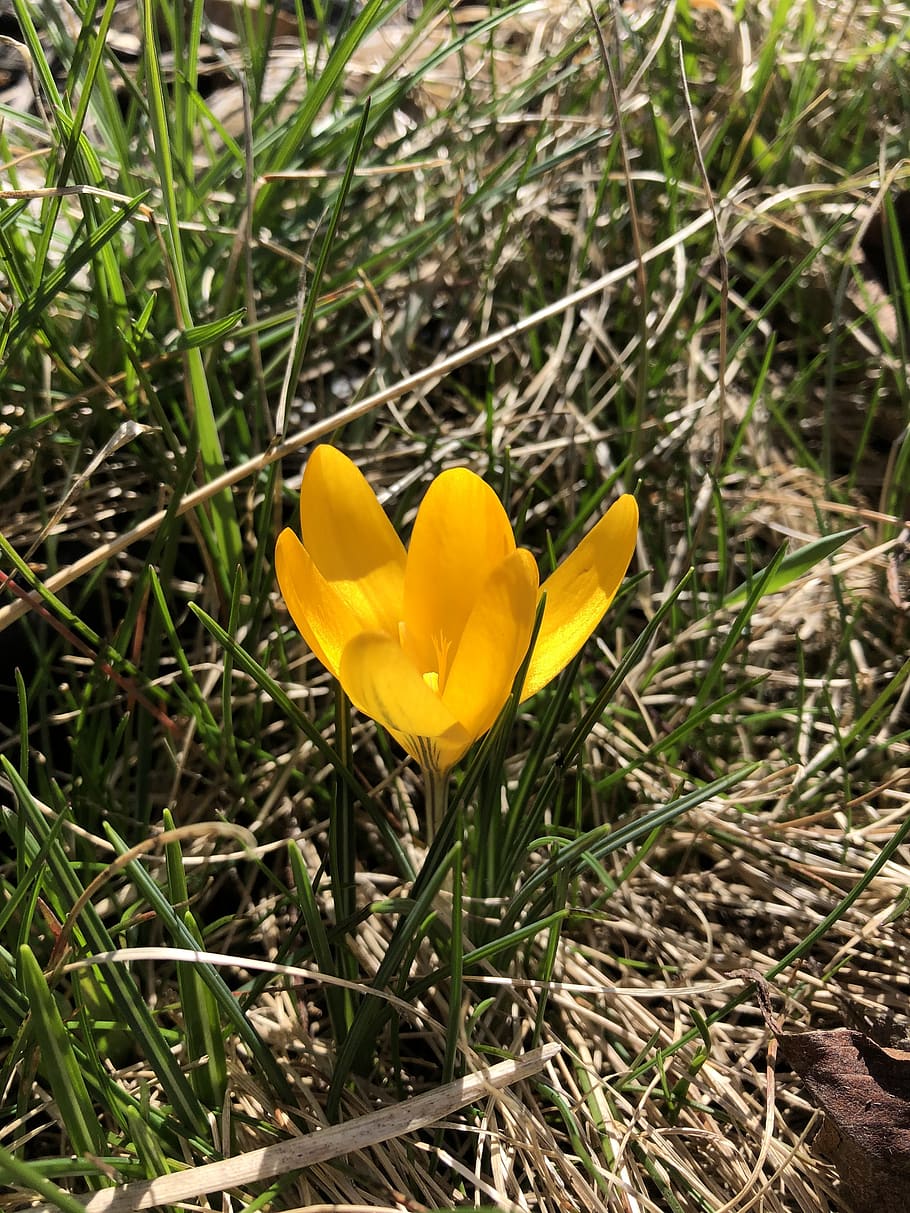 yellow, crocus, spring, nature, bloom, flower, springtime, garden HD wallpaper