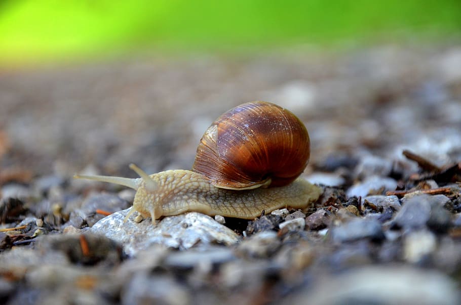 snail, mollusk, shell, gastropod, animal wildlife, animal themes HD wallpaper