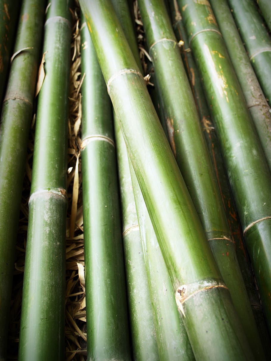 Green Bamboo Sticks, background, close-up, colors, daylight, dry leaves HD wallpaper