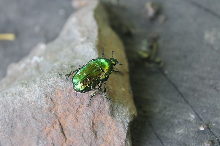 summer, insects, beetle, green, nature, macro, closeup, chafer HD wallpaper