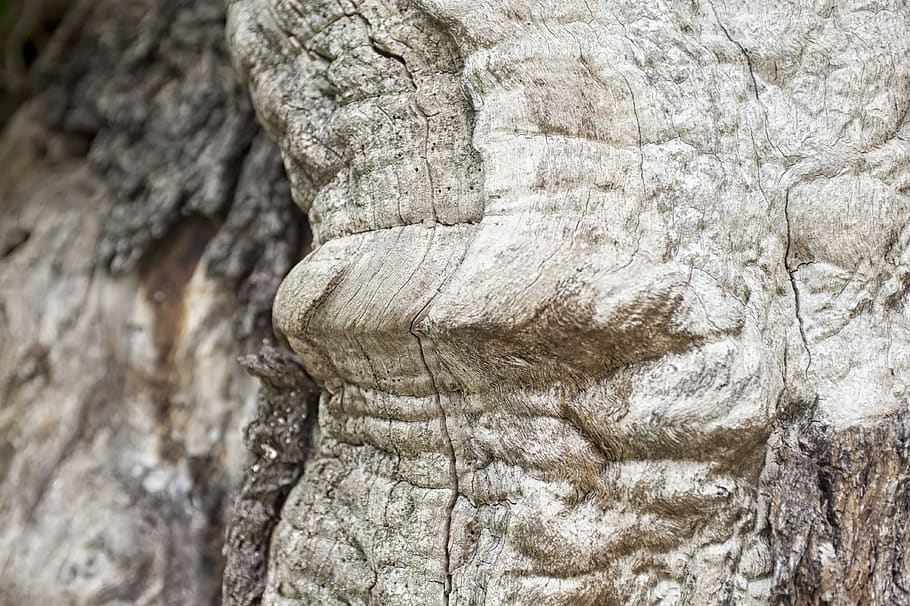 austria, sulm, structure, tree, old, wood, detail, close-up HD wallpaper