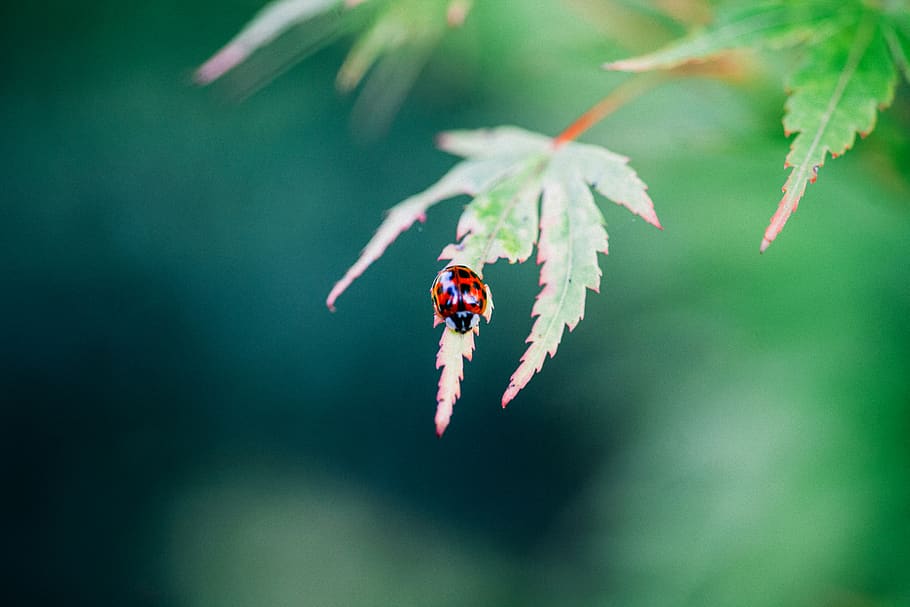 red, green, leaf, nature, insect, macro, ladybug, ladybird HD wallpaper