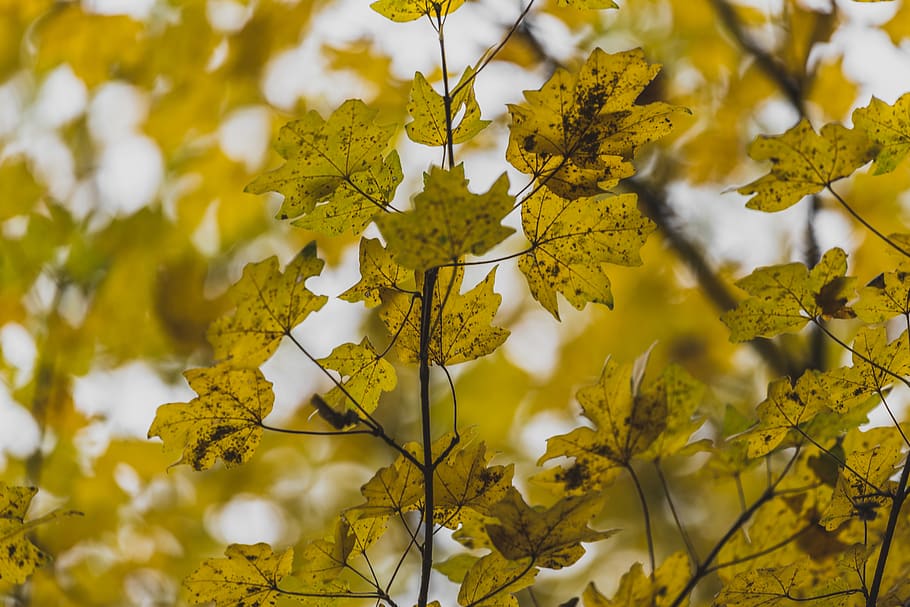 romania, fall, gold, yellow, rusty, forest, folk, leaf, adventure HD wallpaper