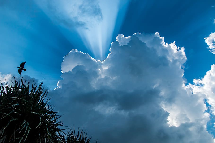 Bird Flying in Mid Air Under Cloudy Sky during Daytime, clouds HD wallpaper