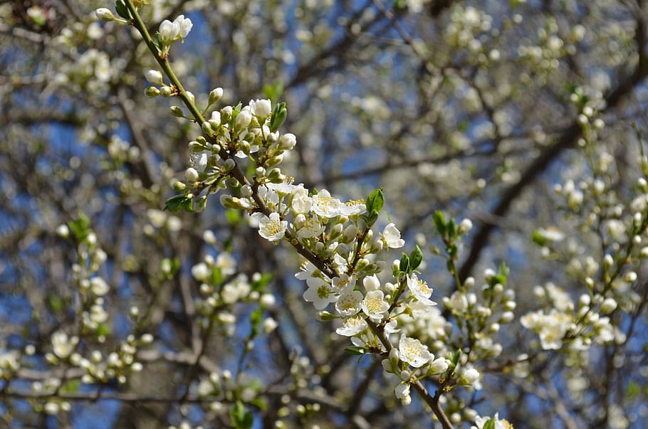branch, tree, flowers, nature, spring, trees, green, plant HD wallpaper