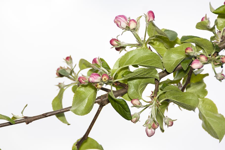 apple, blossom, springtime, tree, fruits, green, pink, white HD wallpaper