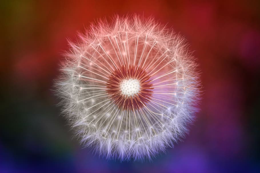 Close-up Photography of Dandelion, blur, delicate, flora, flower HD wallpaper