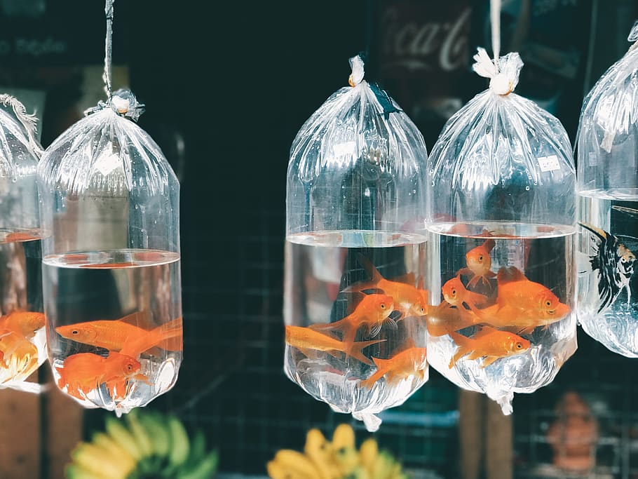 fish lot, human, person, animal, plastic, water, bag, plastic bag HD wallpaper