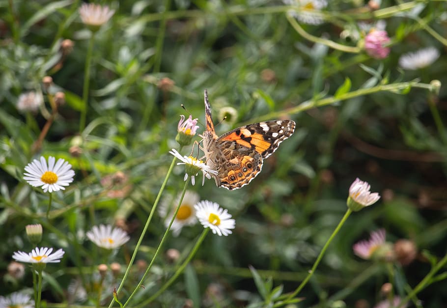 butterfly, nature, insect, bloom, animal, spring, blossom, flowers HD wallpaper