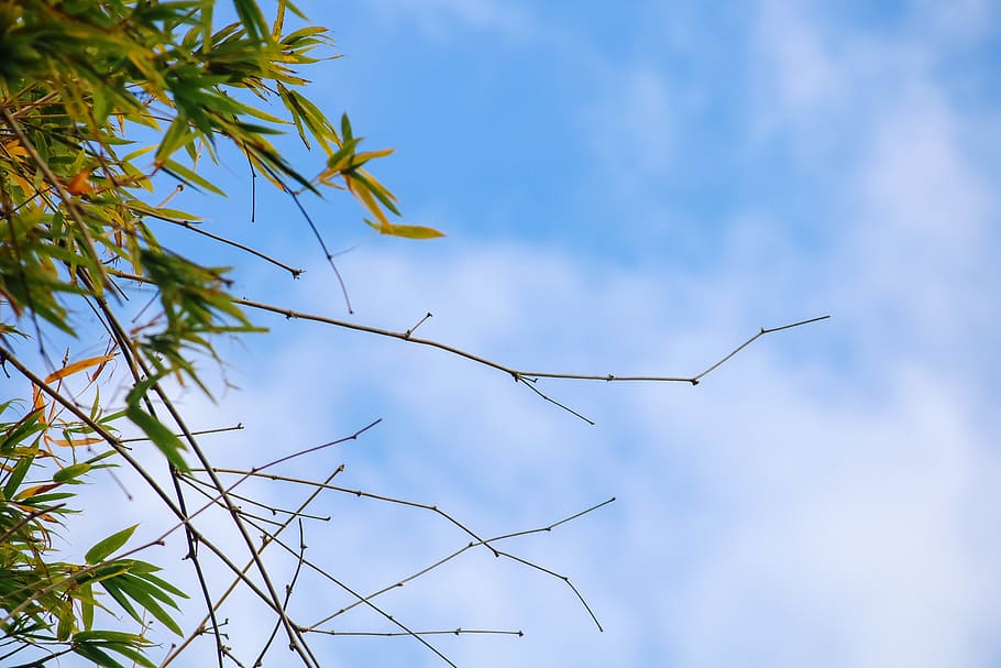 thailand, bamboo, sky, low angle view, plant, nature, no people HD wallpaper