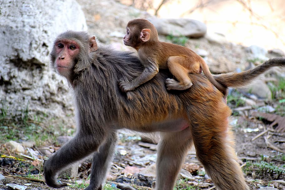 Photo Of Monkeys, animals, jungle, little, macaque, primate, wildlife HD wallpaper