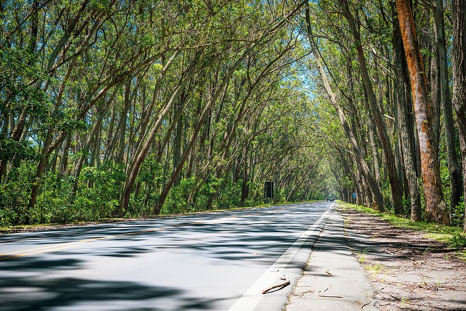 trees beside road, plant, direction, forest, the way forward HD wallpaper