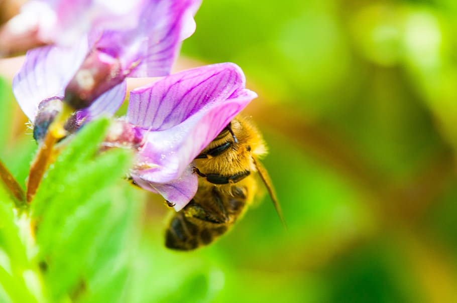 bee, flower, blossom, bloom, insect, pollen, nature, spring HD wallpaper