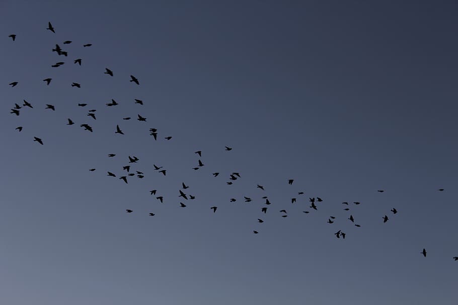 sky, birds, flight, blue, flying, animal wildlife, animals in the wild HD wallpaper