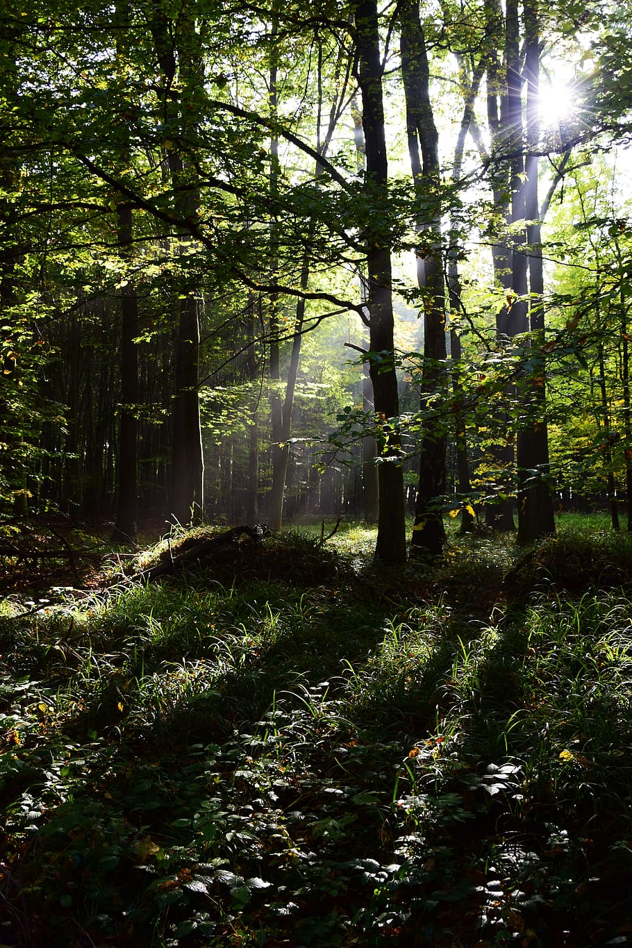 forest, beams, sun, tree, plant, land, tranquility, beauty in nature HD wallpaper
